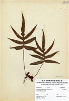 藏品(玉山茀蕨)的圖片